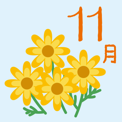 11月小菊